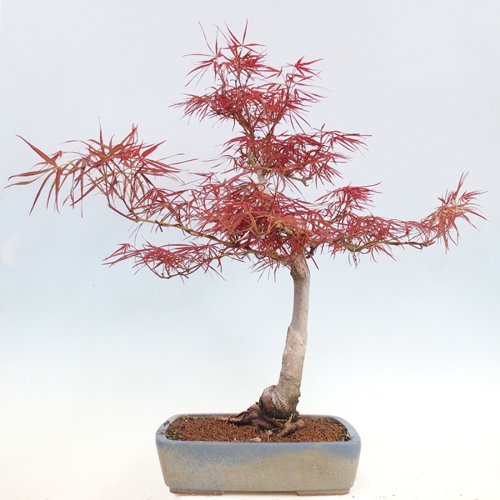 Bonsái de exterior - Acer palmatum RED PYGMY