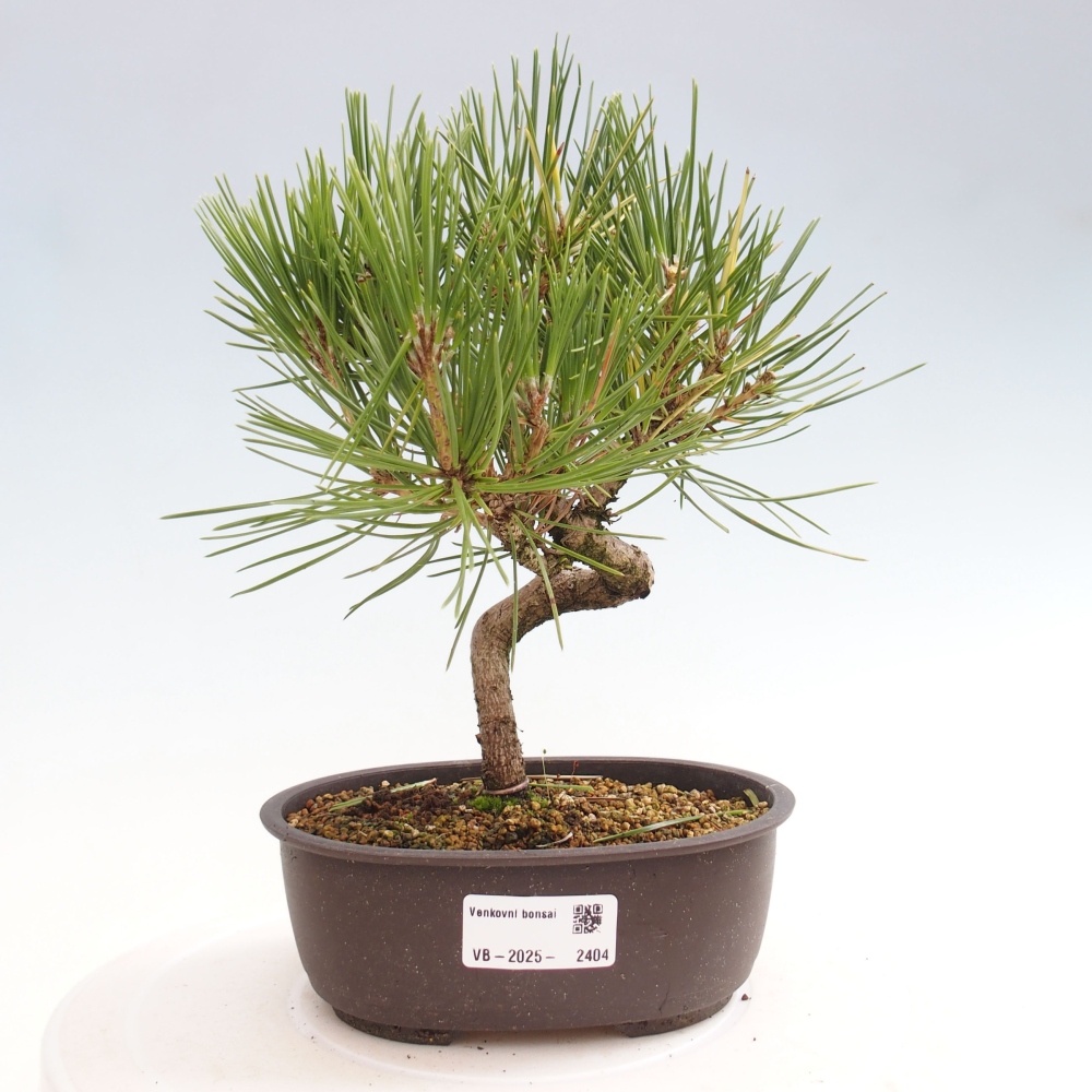 Bonsái de exterior - Pinus thunbergii - Pino Thunberg