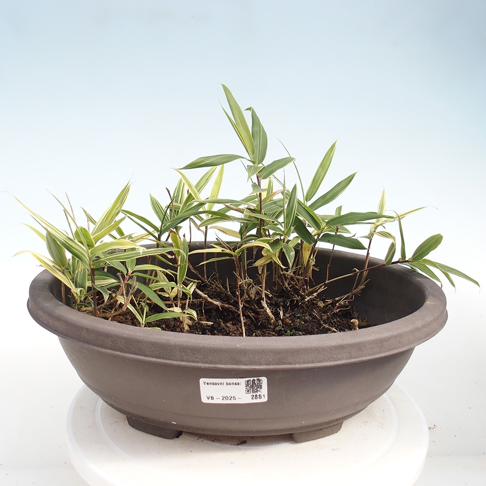 Bonsái de exterior - Sasaella masamuneana Albostriata - Bambú