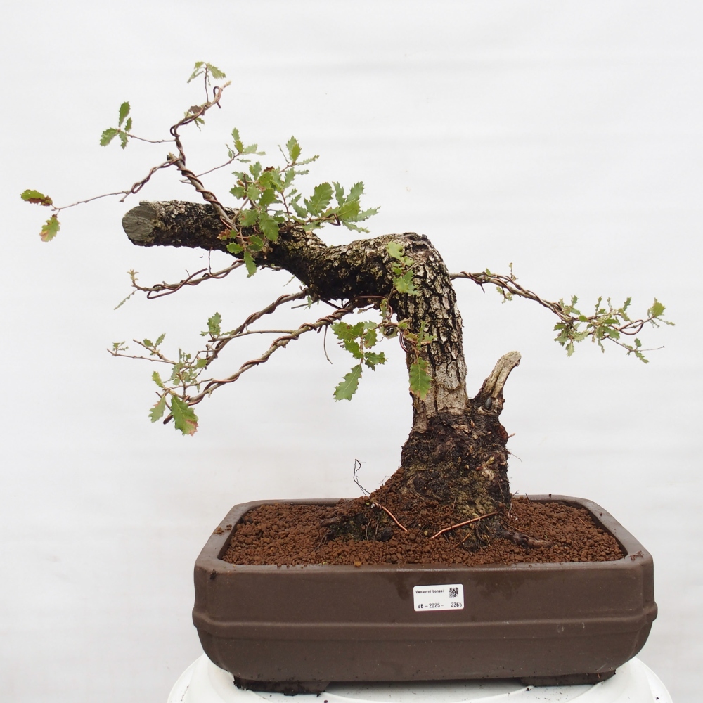 Yamadori - Quercus Ilex - Acebo de encina