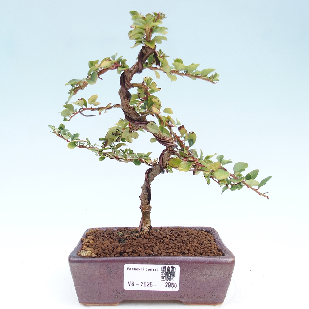 Bonsai de exterior - Cotoneaster horizontalis - Montañas Rocosas