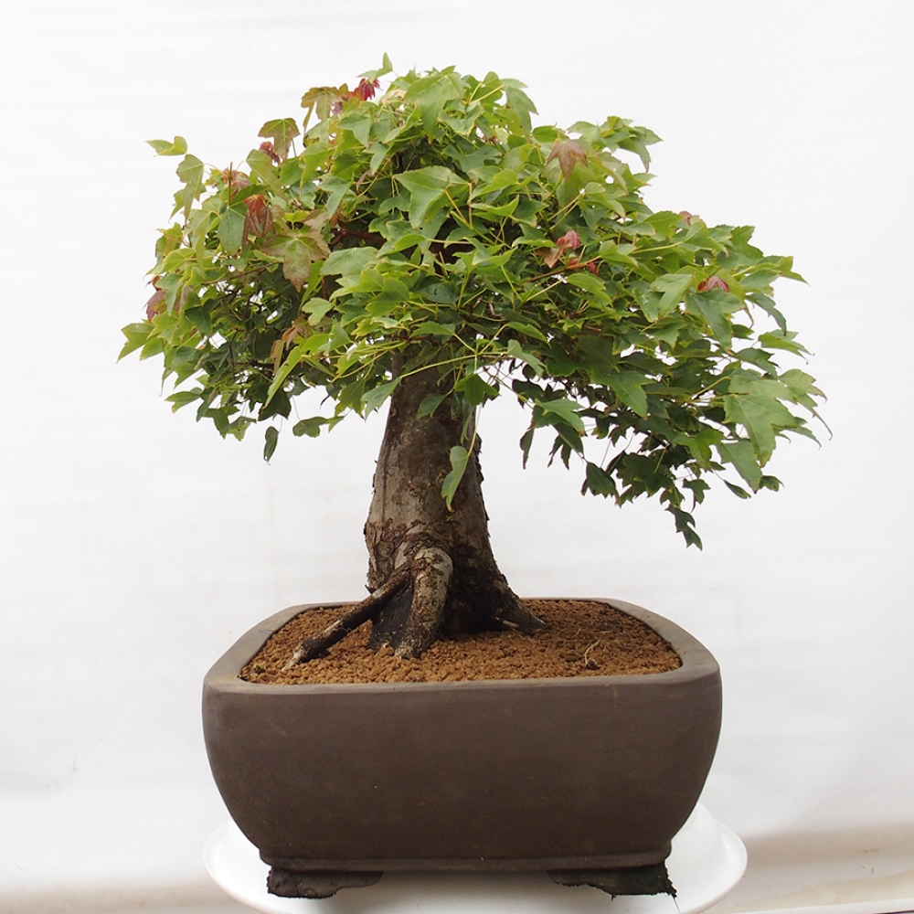 Bonsai de exterior - Acer Buergerianum - Arce hamburgués
