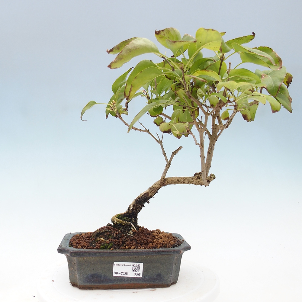 Bonsai de exterior - Lila - Syringa vulgaris