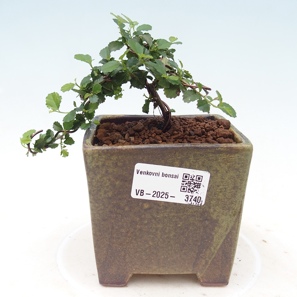 Bonsái de habitación - Grewia sp. - Grewia malafolia