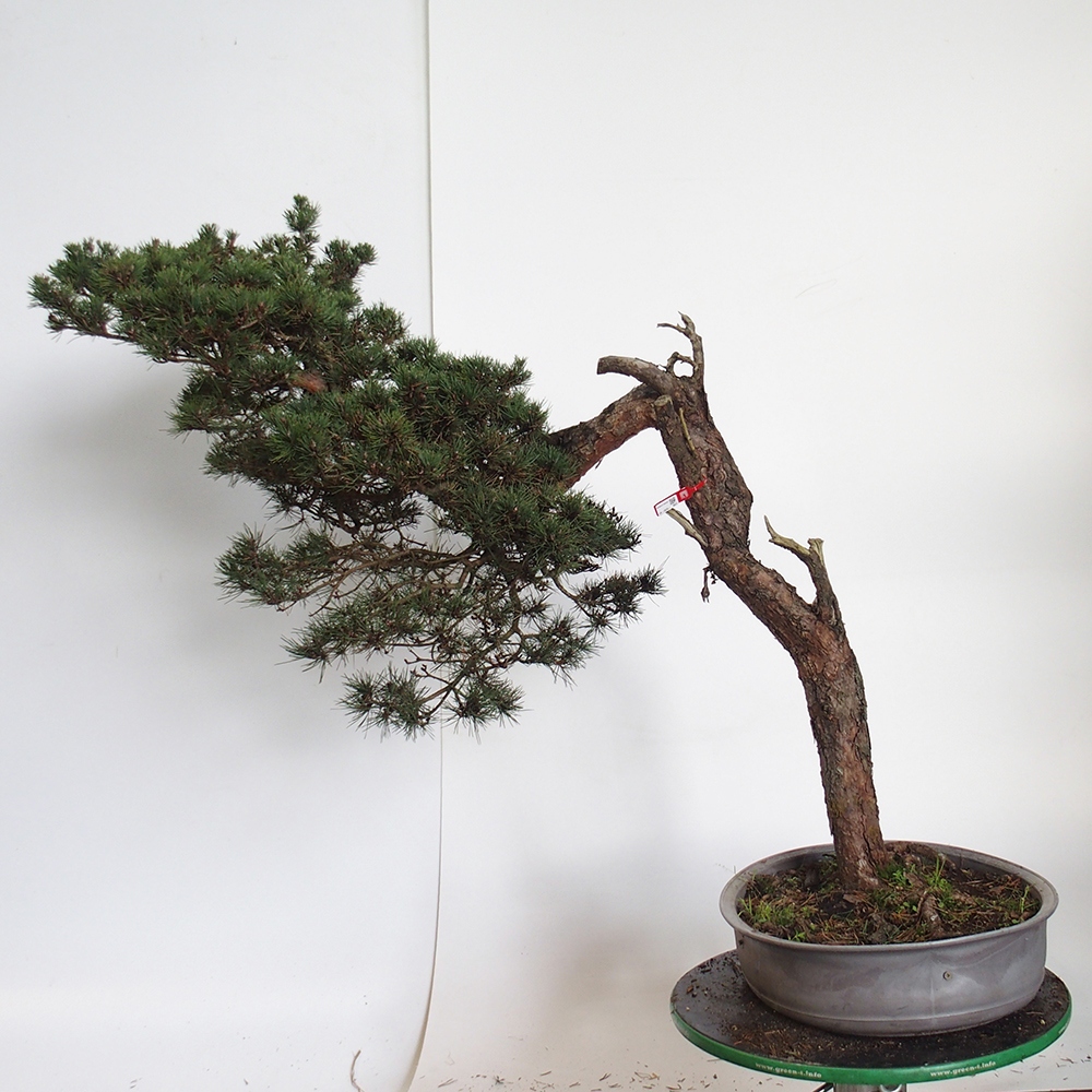 Yamadori - Pinus sylvestris España