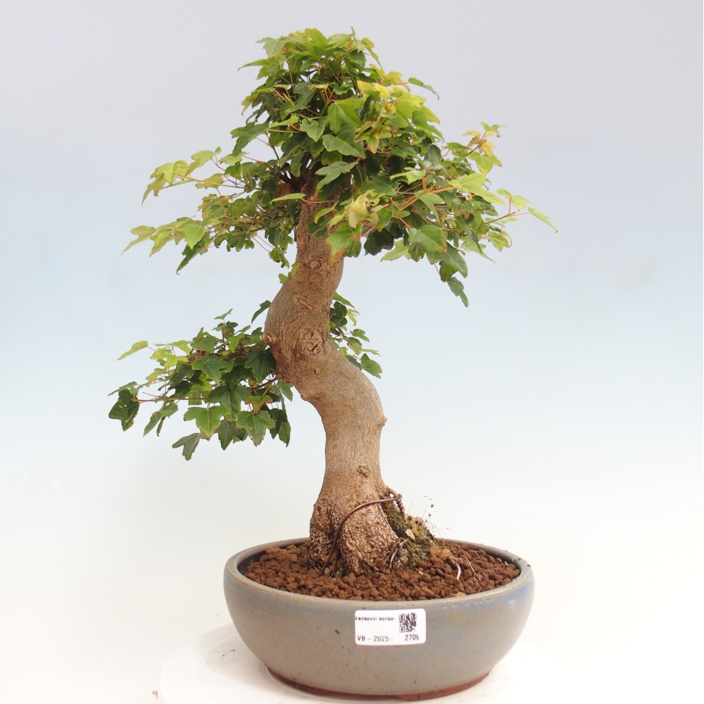 Bonsai de exterior - Acer Buergerianum - Arce hamburgués