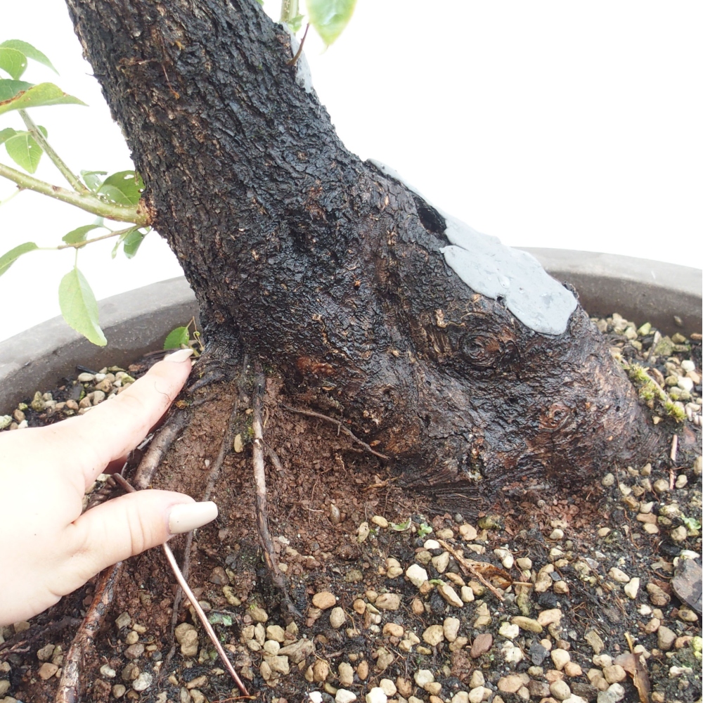Bonsai de exterior - Mahalebka - Prunus mahaleb