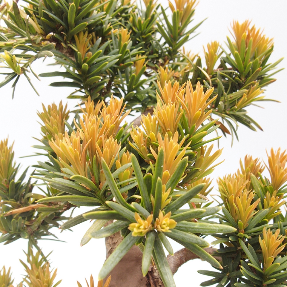 Bonsái de exterior - Taxus cuspidata - Tejo japonés