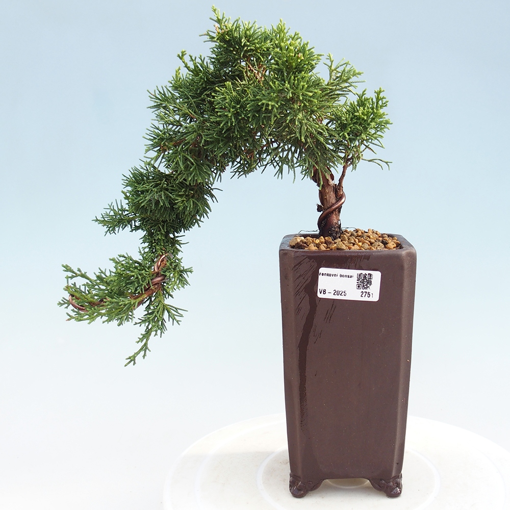Bonsái de exterior - Juniperus chinensis Kishu