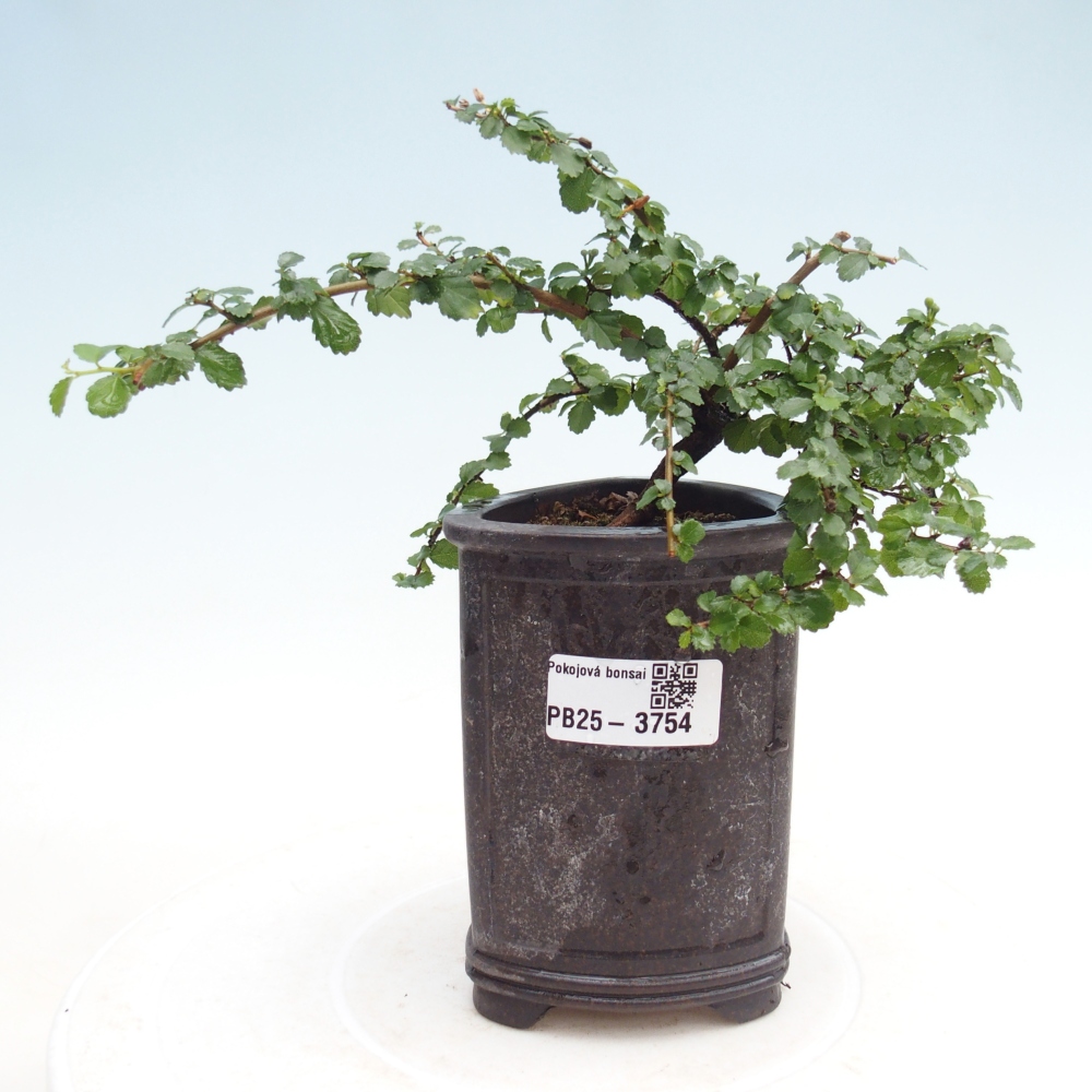 Bonsái de habitación - Grewia sp. - Grewia malafolia