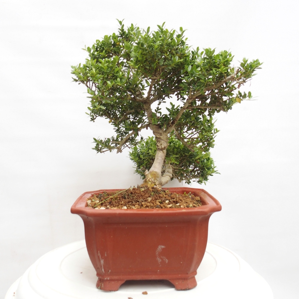 Bonsái de habitación - Ilex crenata - Acebo