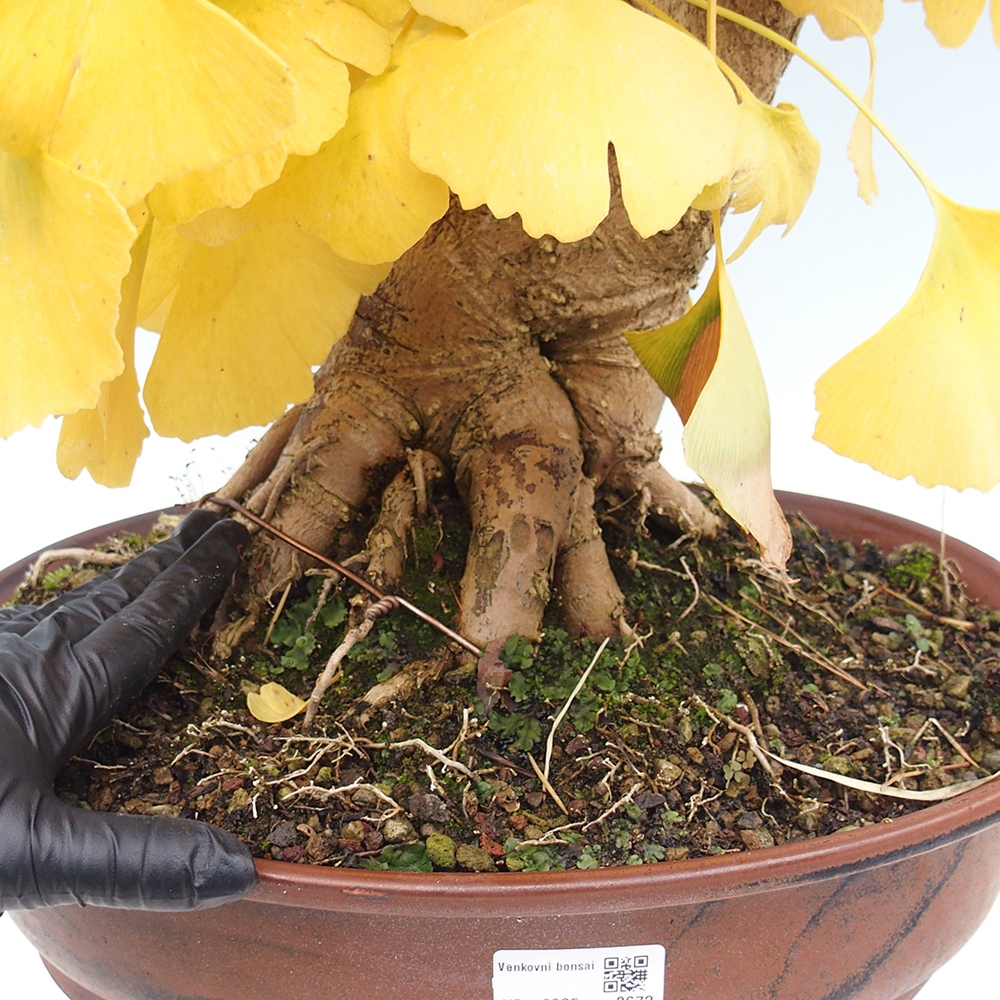 Bonsai de exterior - Ginkgo biloba - Ginkgo biloba