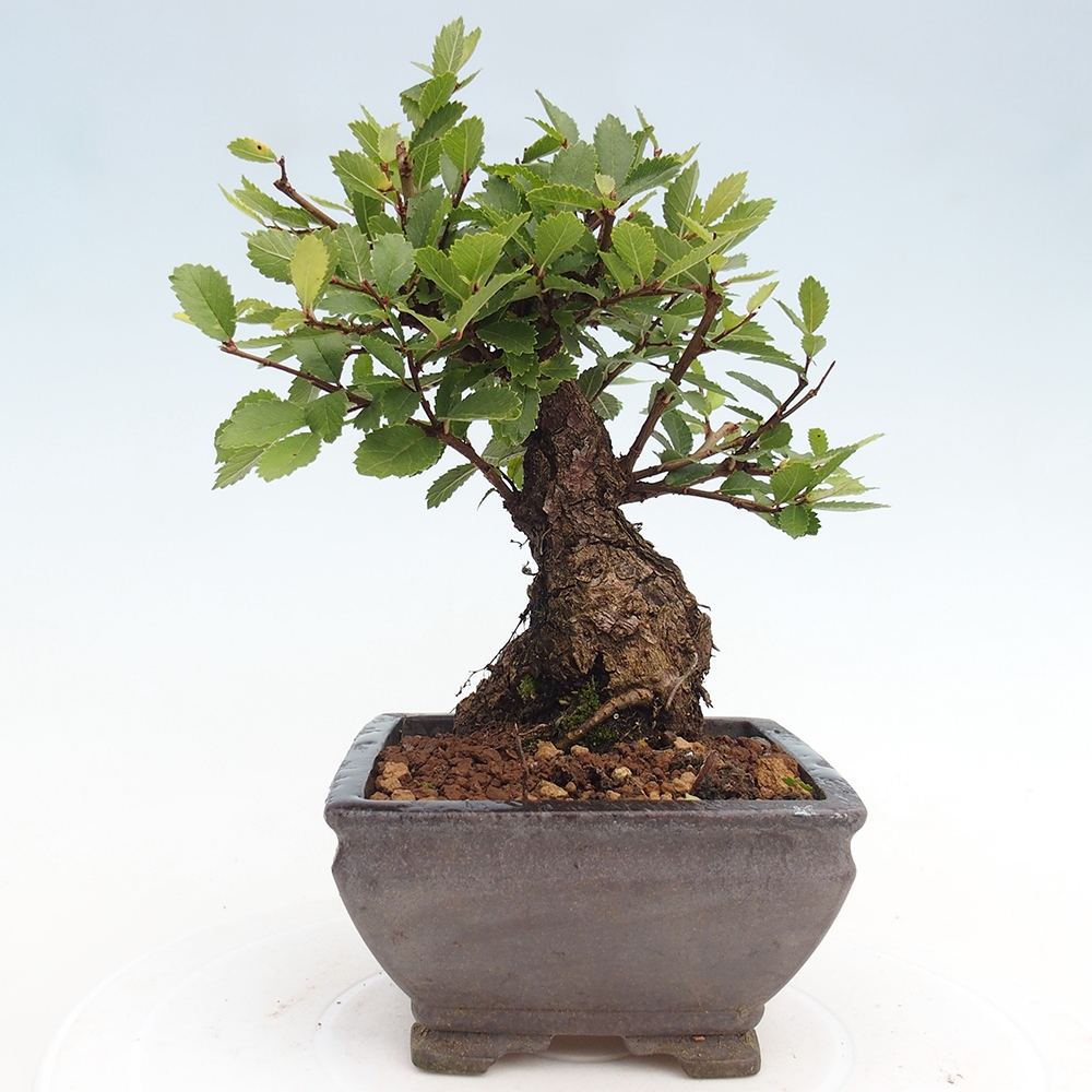 Bonsai de exterior - Zelkova - Zelkova NIRE
