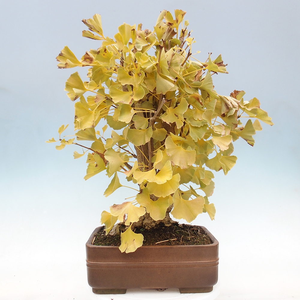 Bonsai de exterior - Ginkgo biloba - Ginkgo biloba
