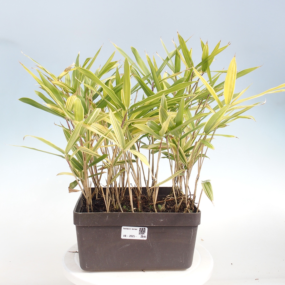 Bonsái de exterior - Sasaella masamuneana Albostriata - Bambú