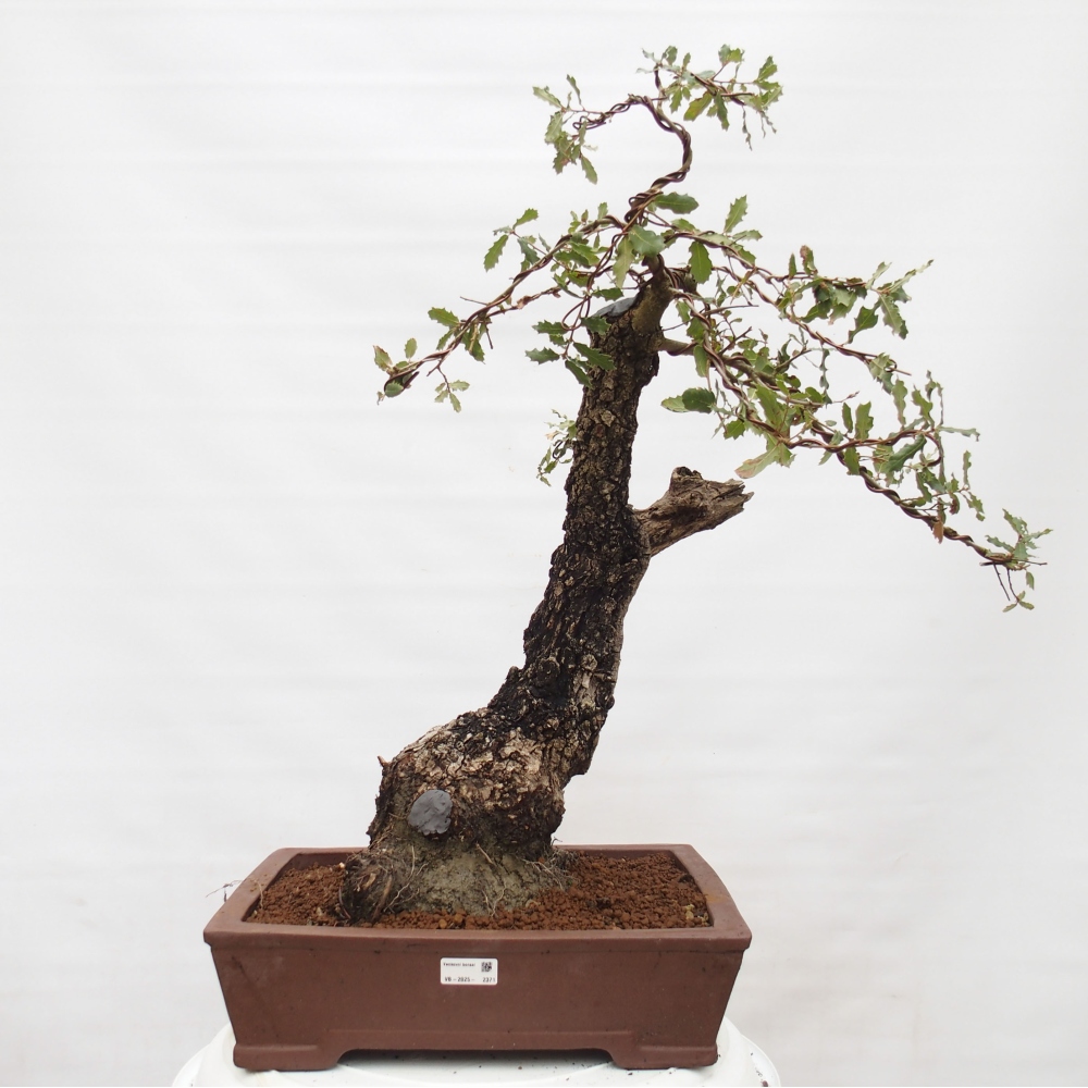 Yamadori - Quercus Ilex - Acebo de encina