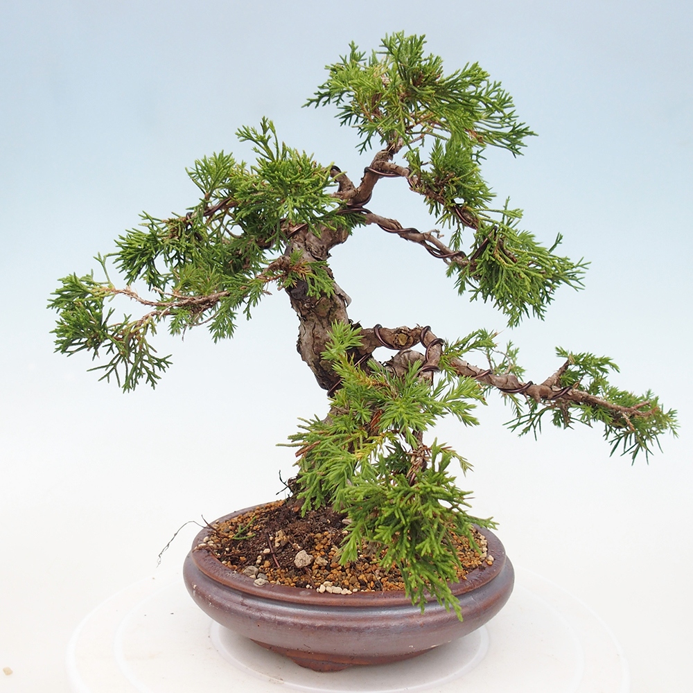 Bonsái de exterior - Juniperus chinensis Itoigawa