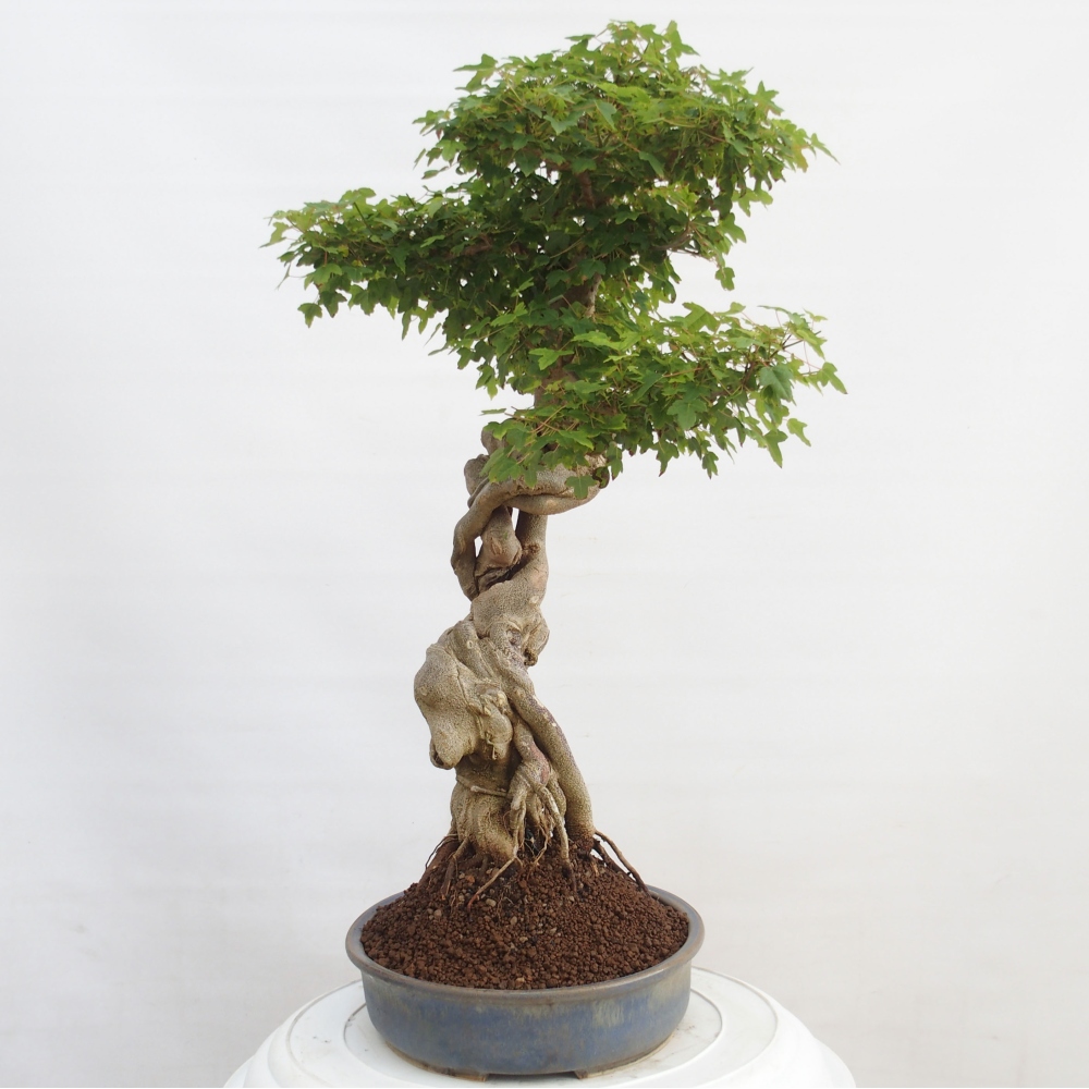 Bonsai de exterior - Acer Buergerianum - Arce hamburgués