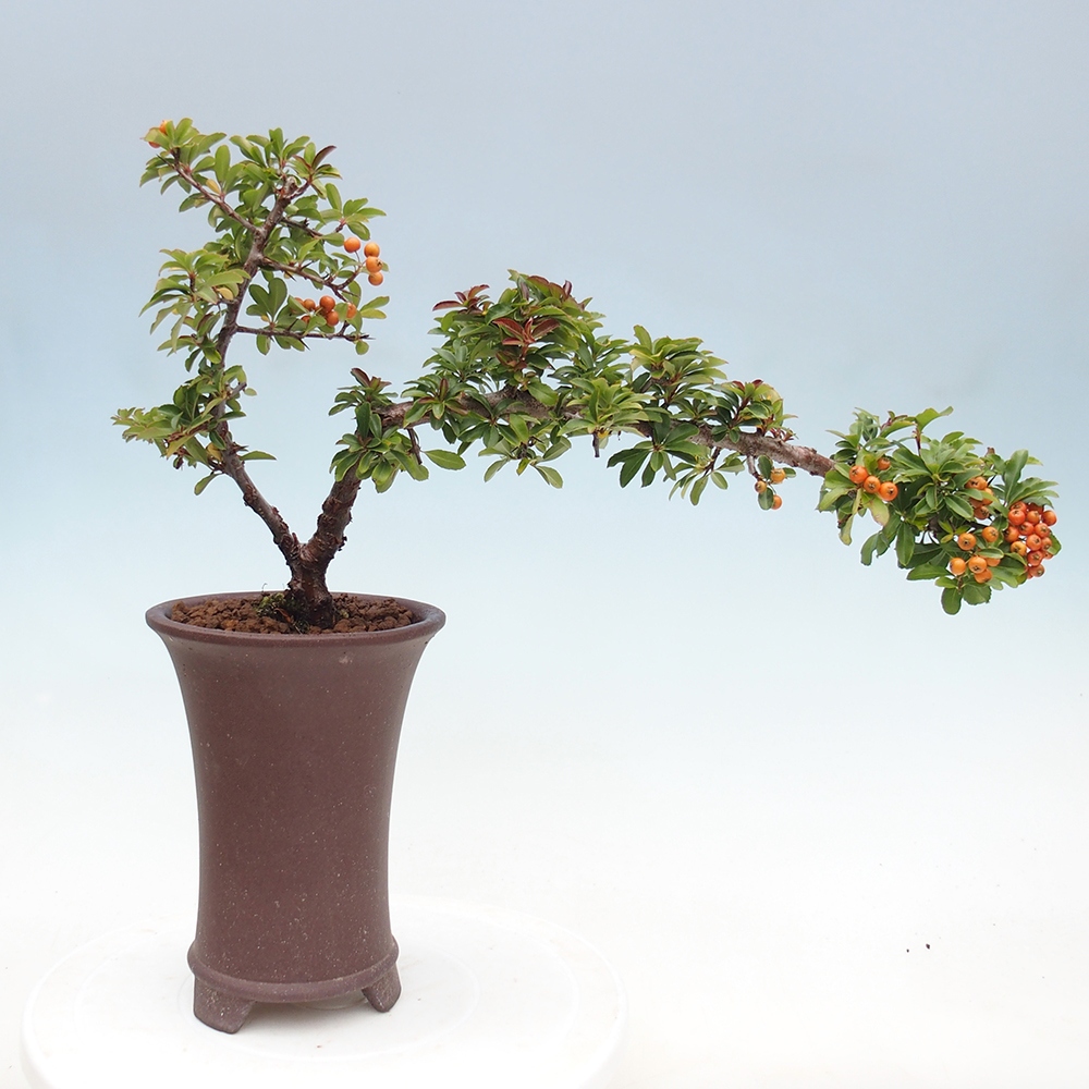 Bonsái de exterior-Pyracantha Teton -Hlox