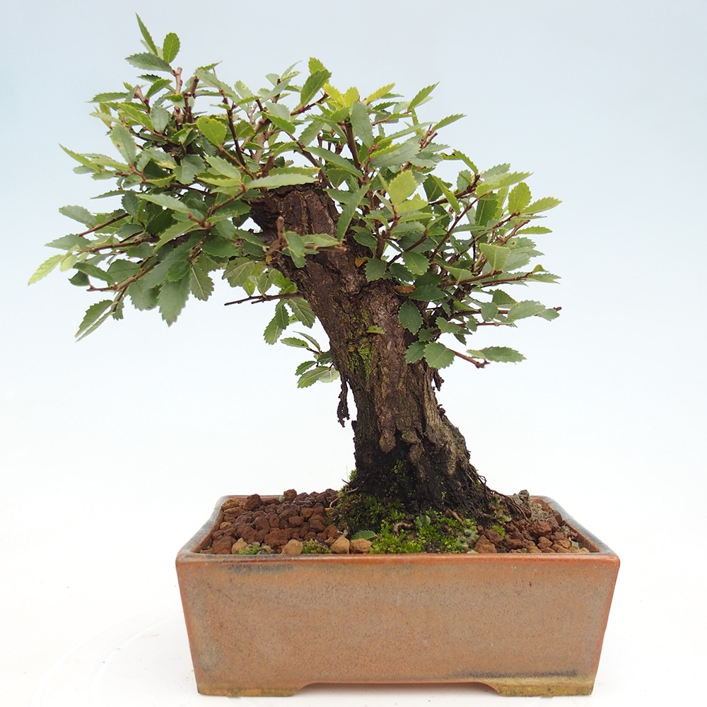 Bonsai de exterior - Zelkova - Zelkova NIRE