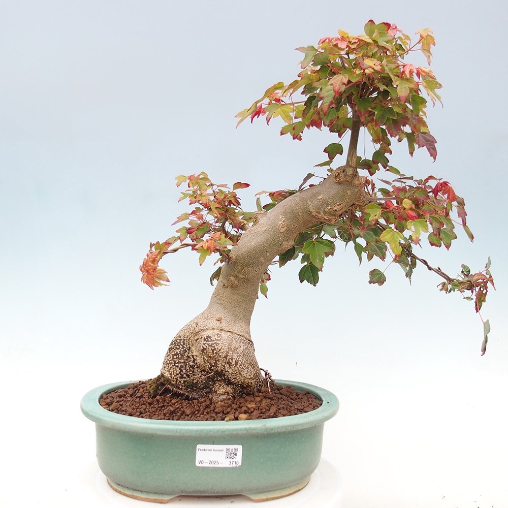 Bonsai de exterior - Acer Buergerianum - Arce hamburgués