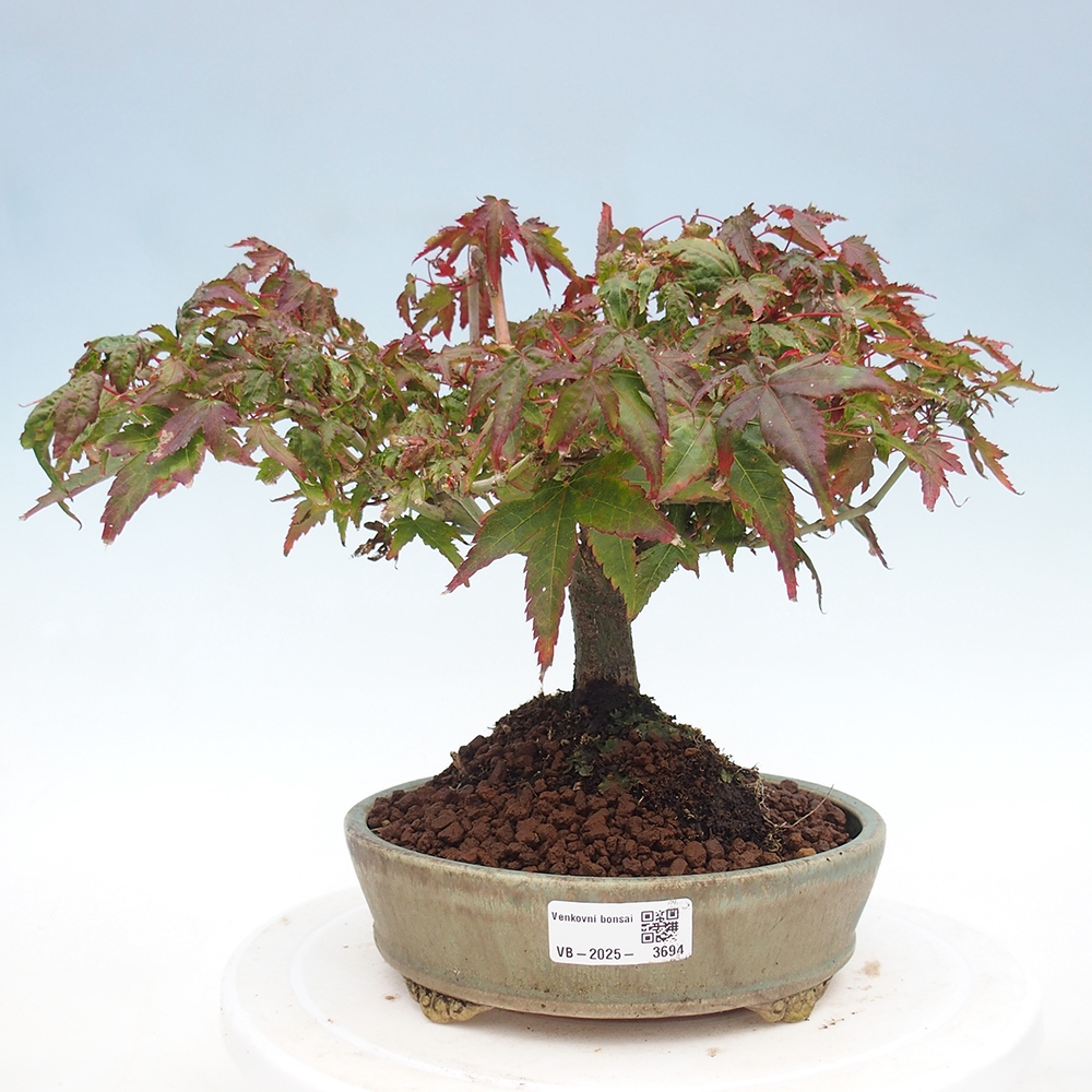 Acer palmatum KIOHIME - Arce palmito