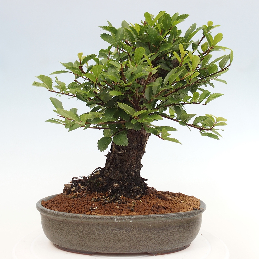 Bonsai de exterior - Zelkova - Zelkova NIRE