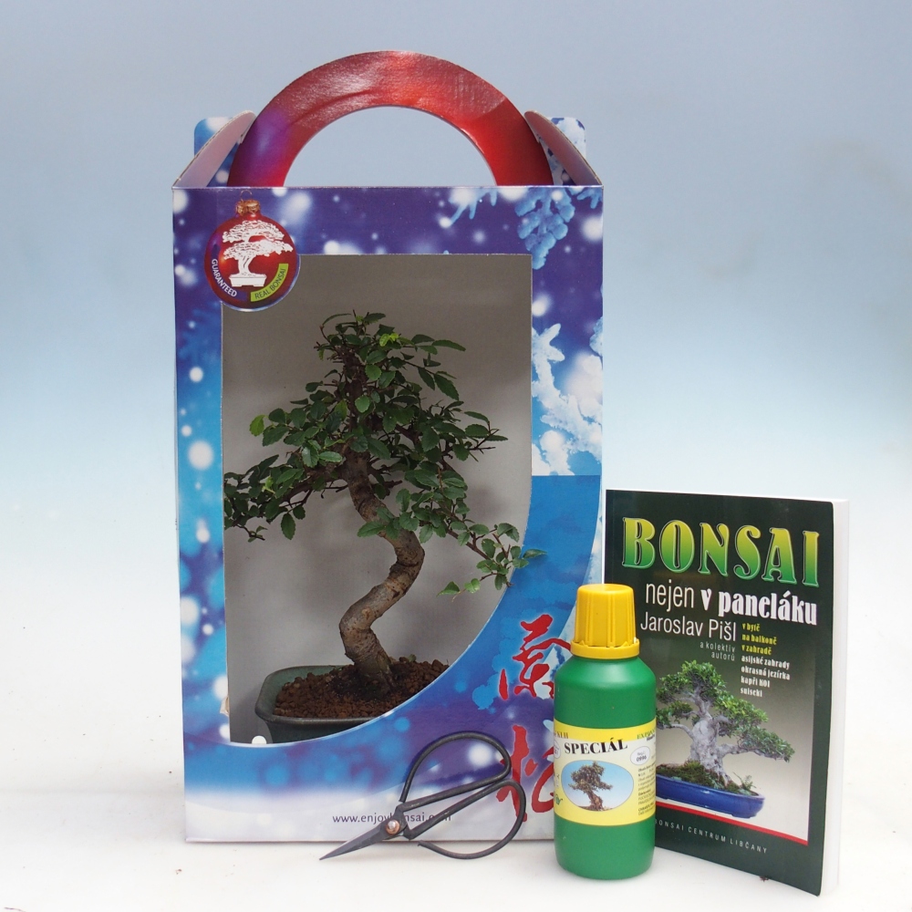 Ulmus parvifolia - Olmo chino