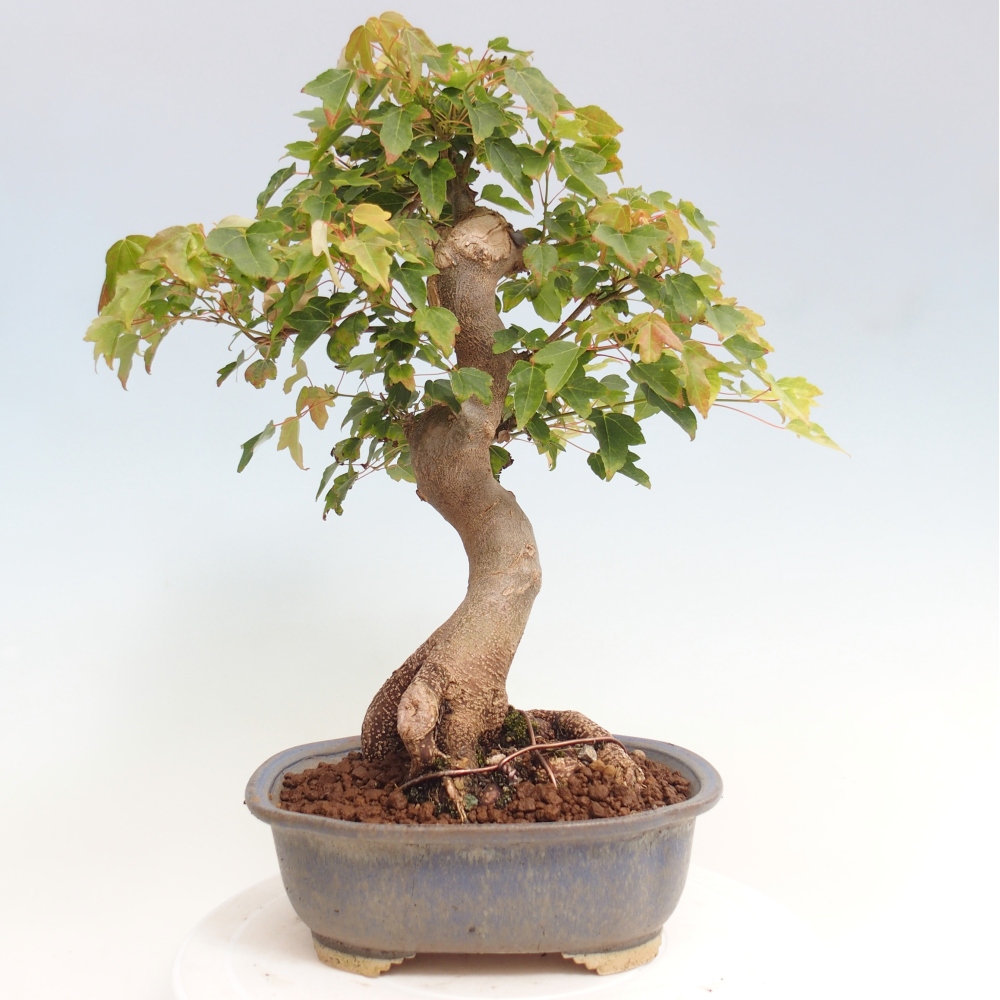 Bonsai de exterior - Acer Buergerianum - Arce hamburgués