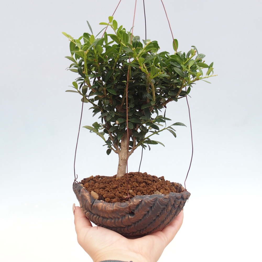 Kokedama en cerámica - Ilex crenata - Acebo