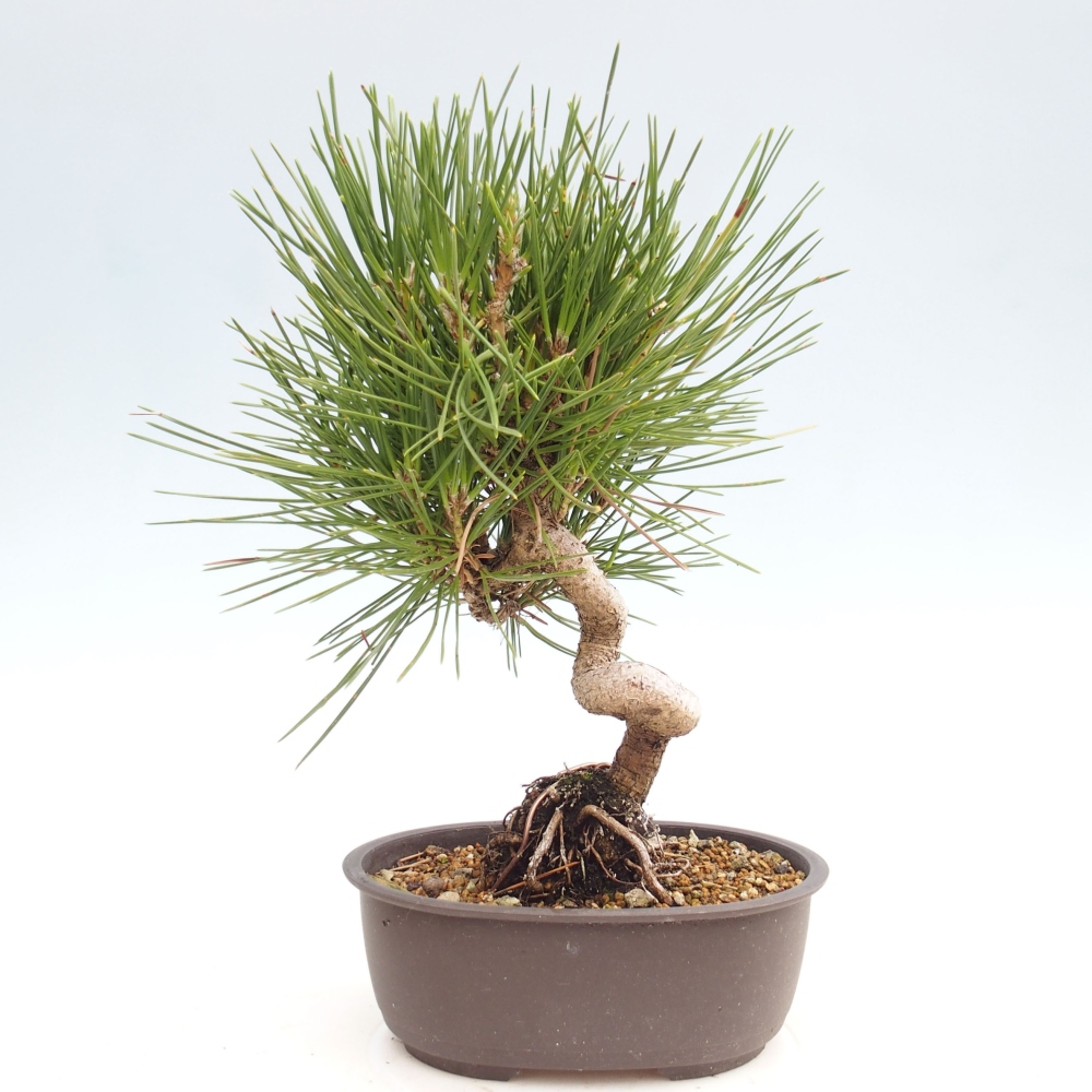 Bonsái de exterior - Pinus thunbergii - Pino Thunberg