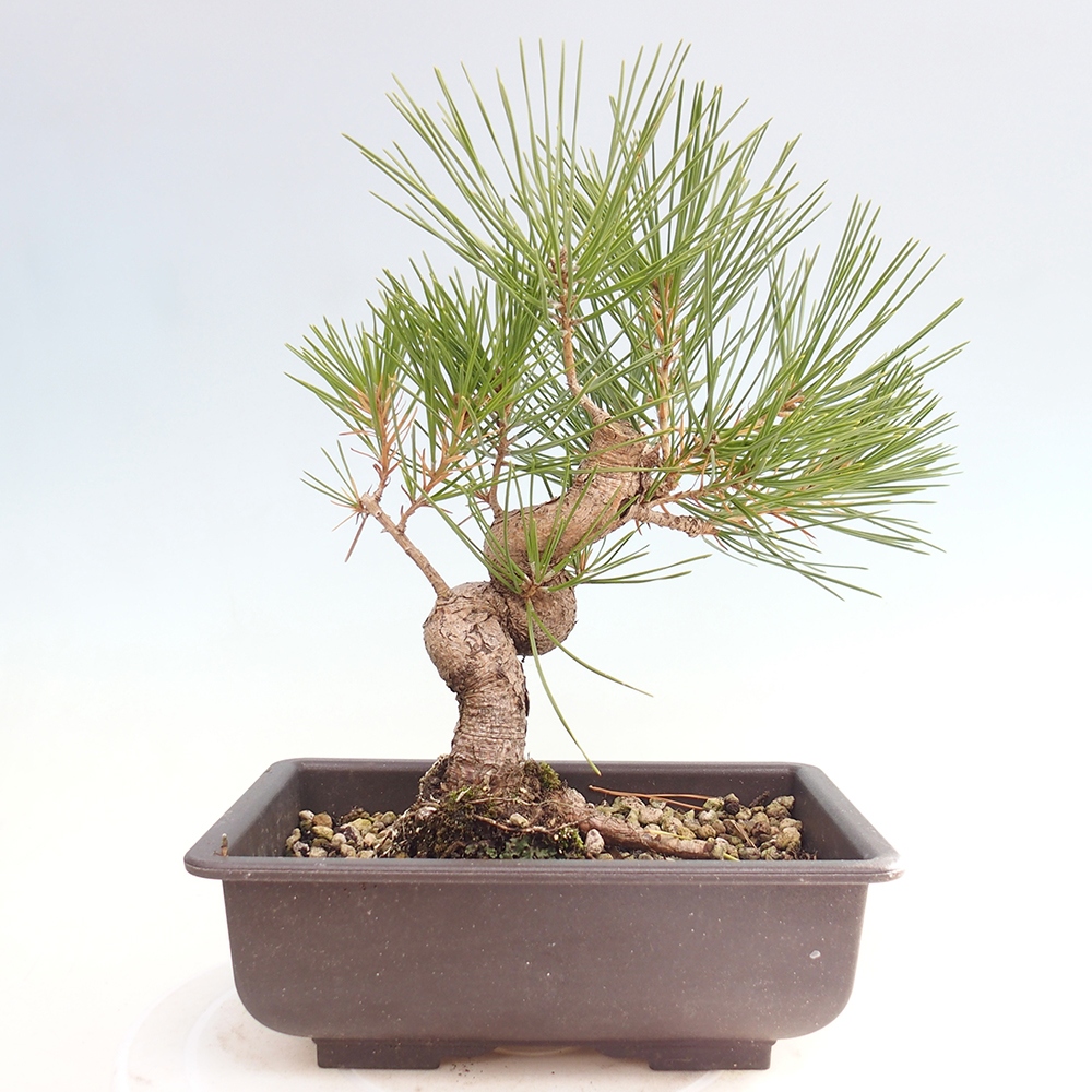 Bonsái de exterior - Pinus thunbergii - Pino Thunberg