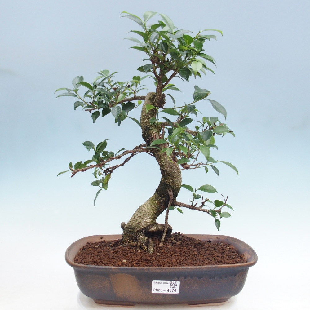 Bonsái de habitación - Ficus retusa - ficus de hoja pequeña