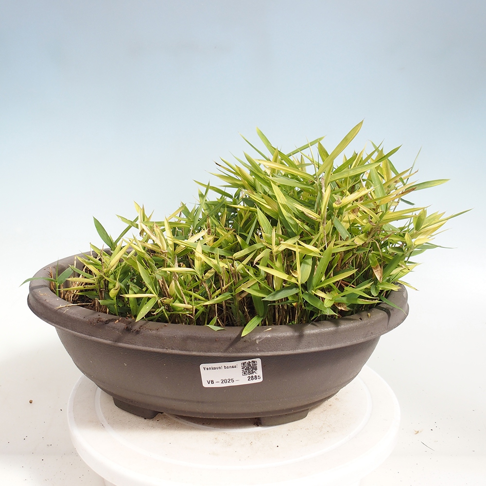 Bonsai de exterior - Pleioblastus argenteostriatus f.pumilus - Bambú enano