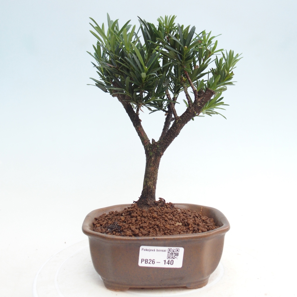 Bonsái de habitación - Podocarpus - Tejo de piedra