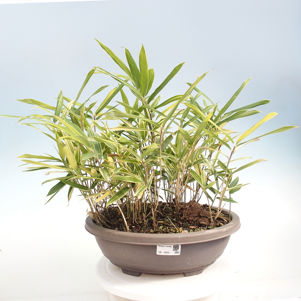 Bonsái de exterior - Sasaella masamuneana Albostriata - Bambú