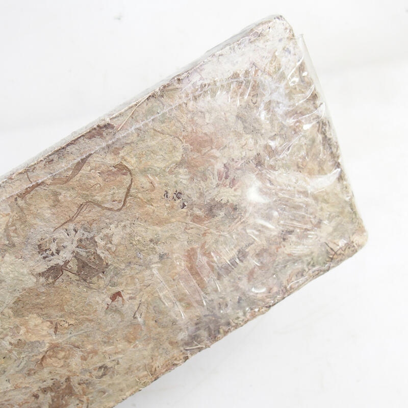 Sphagnum - musgo de turba 100 gr