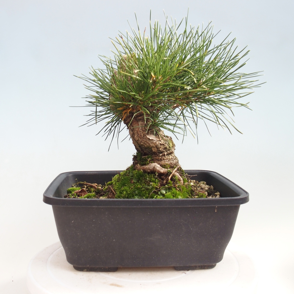 Bonsái de exterior - Pinus thunbergii - Pino Thunberg