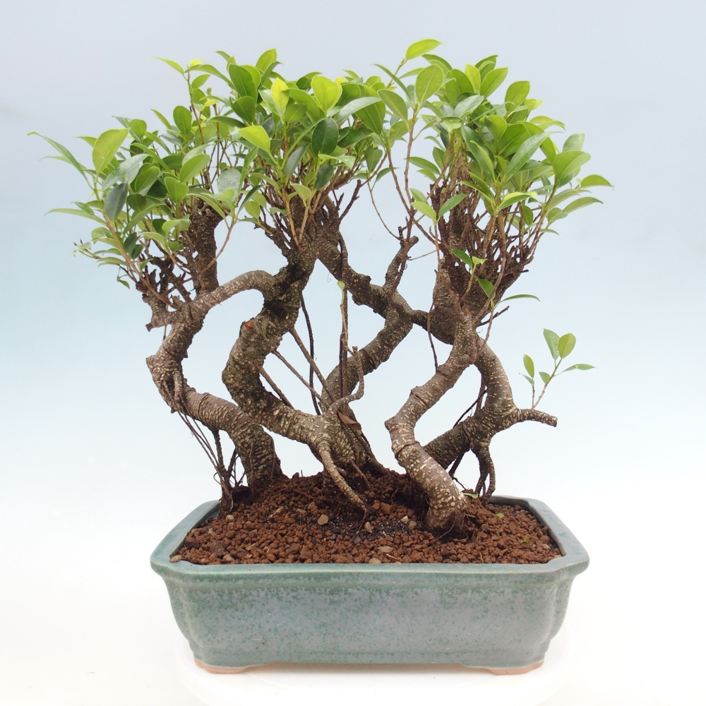 Bonsái de habitación - Ficus kimmen - ficus de hoja pequeña