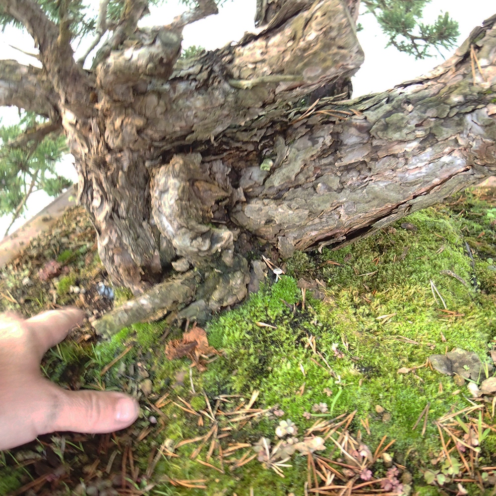 Yamadori - Pinus sylvestris España