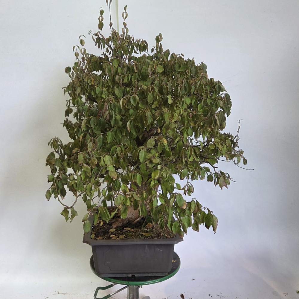 Cornejo bonsái de exterior - Cornus Mas