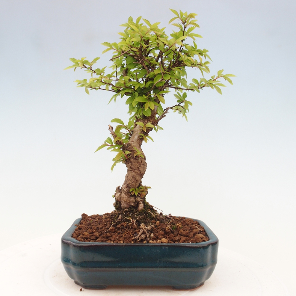 Bonsai de exterior - Zelkova - Zelkova NIRE