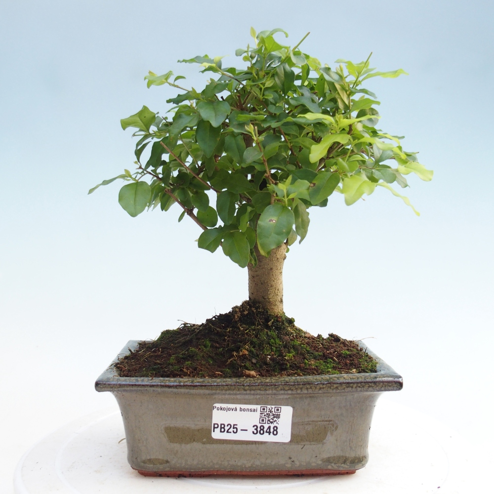 Bonsái de habitación -Ligustrum chinensis - Pico de pájaro