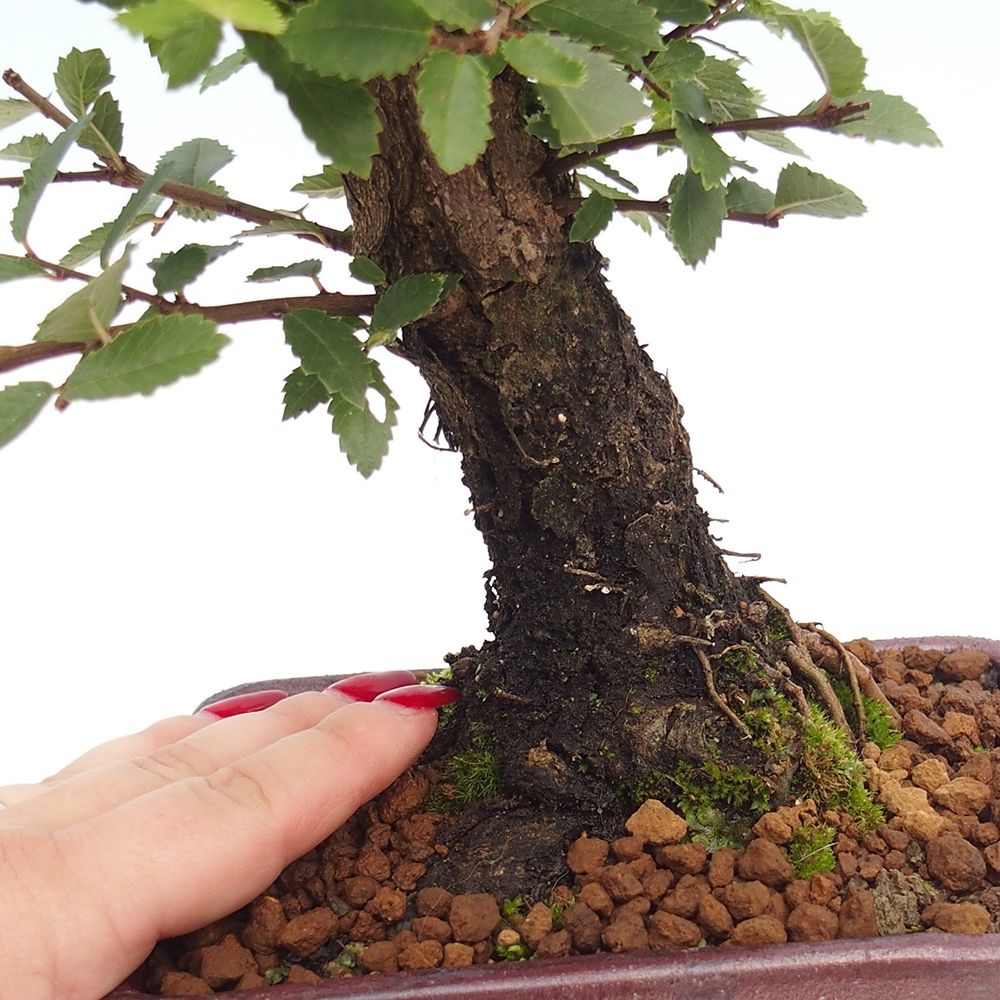 Bonsai de exterior - Zelkova - Zelkova NIRE