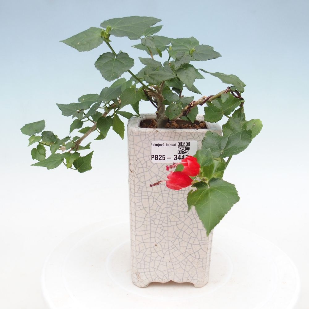 Bonsái de interior - Malvaviscus arboreus