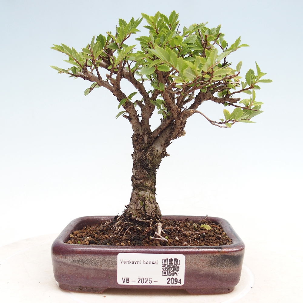Bonsai de exterior - Zelkova - Zelkova NIRE