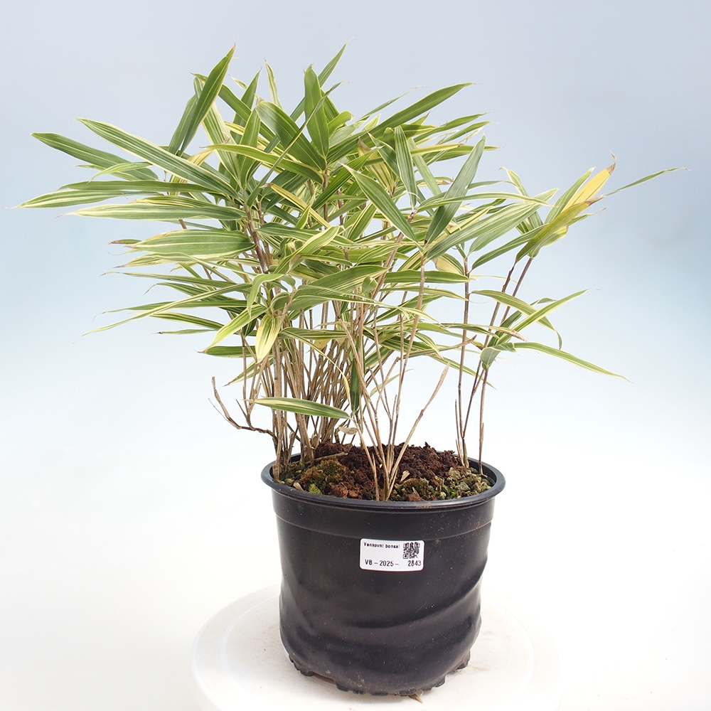 Bonsái de exterior - Sasaella masamuneana Albostriata - Bambú