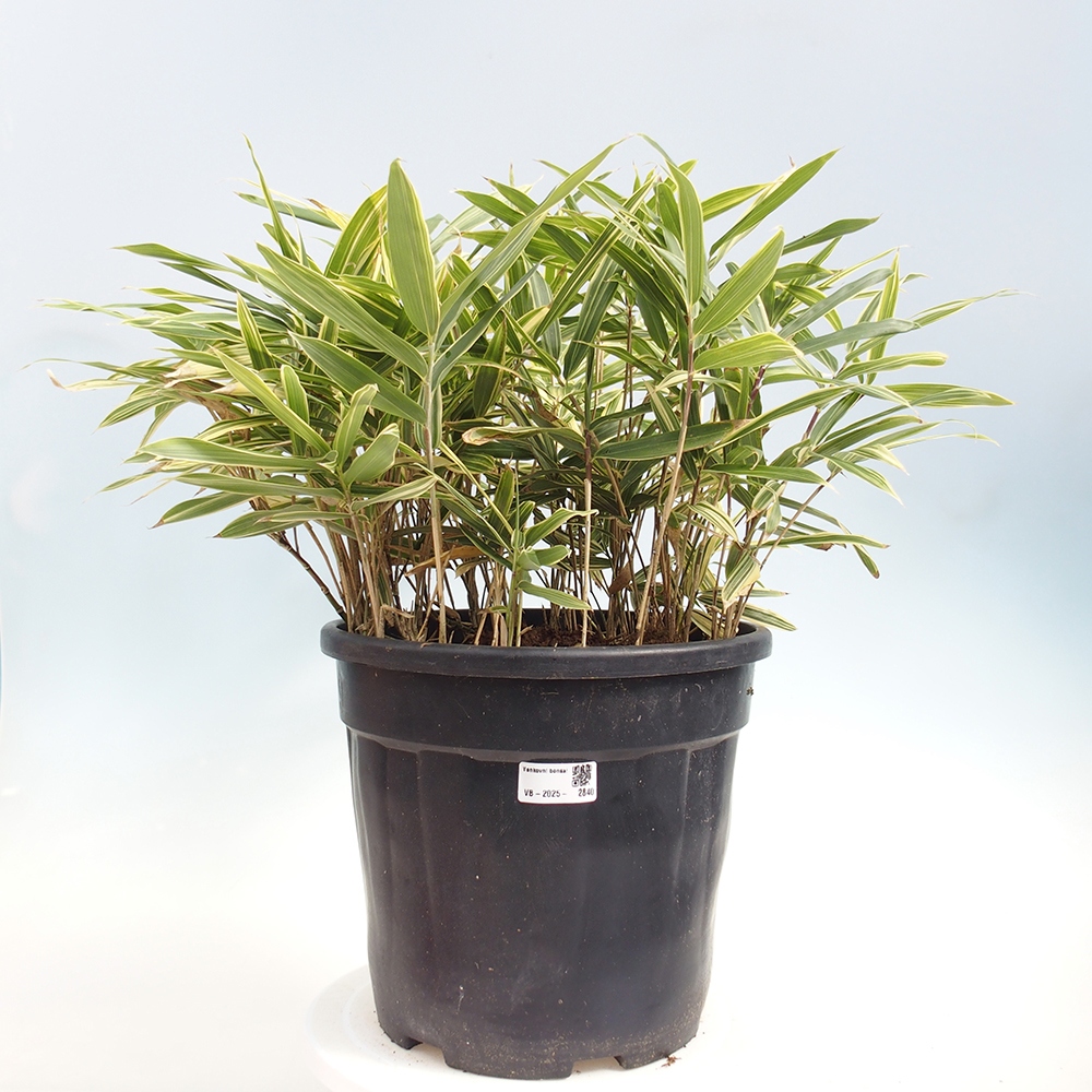 Bonsái de exterior - Sasaella masamuneana Albostriata - Bambú