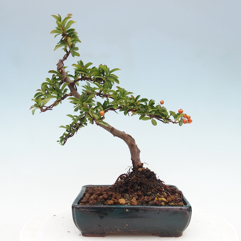 Bonsái de exterior-Pyracantha Teton -Hlox