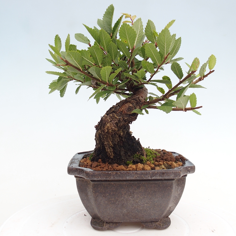 Bonsai de exterior - Zelkova - Zelkova NIRE